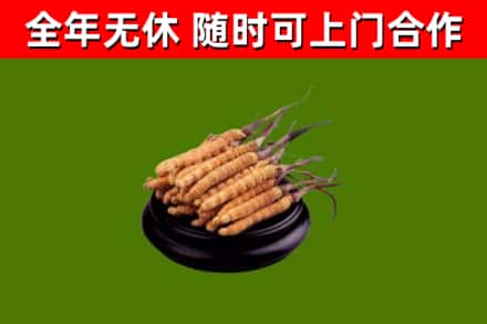 万柏林区回收散虫草