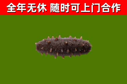 万柏林区回收海参干